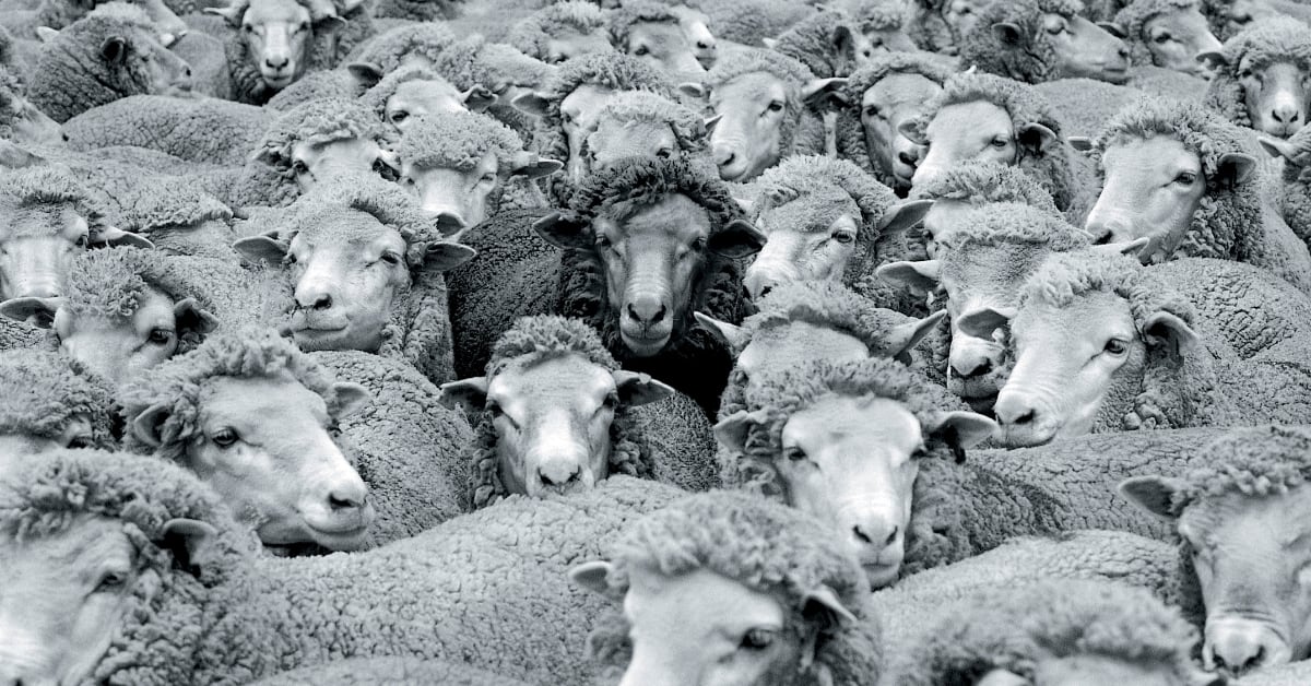 Impact Insight | Addressing the ‘black sheep’ on your team