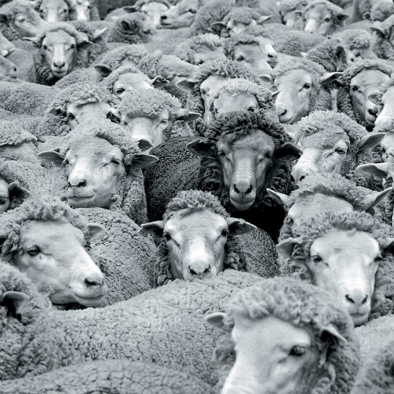 Impact Insight | Addressing the ‘black sheep’ on your team